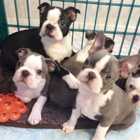 Rat Terrier Puppies for Sale Sam - Rat Terrier Puppy for Sale in Rebersburg, PA Male 300 Brindle Pup Four - Rat Terrier Puppy for Sale in Newell, WV Male 1,000 Registration ACA Sold Puppies Scout - Rat Terrier Puppy for Sale in Rebersburg, PA Male 300. . Boston terrier puppies virginia